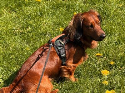 Stunning Long haired coat Dachshund
