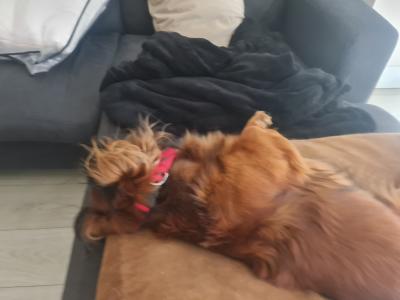 Stunning Long haired coat Dachshund