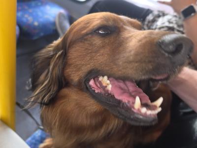 Stunning Long haired coat Dachshund