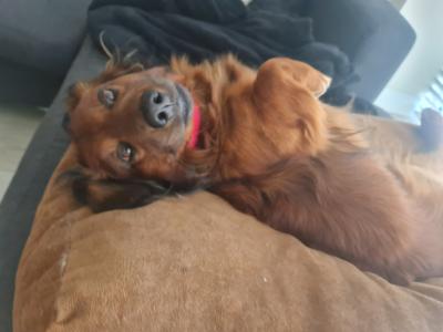 Stunning Long haired coat Dachshund