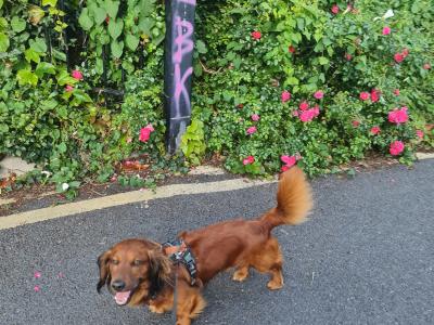 Stunning Long haired coat Dachshund