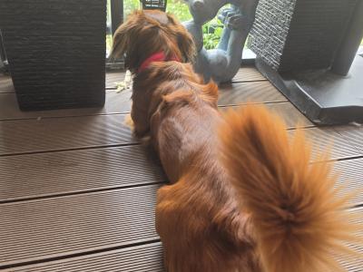 Stunning Long haired coat Dachshund