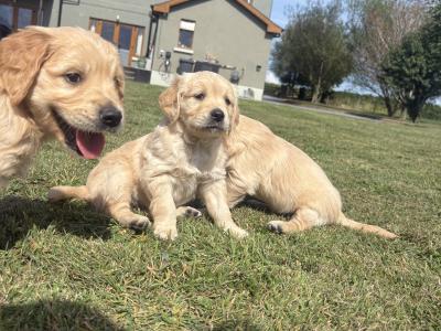 Two Golden Retriever puppies for sale in Offaly