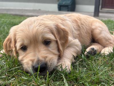 Two Golden Retriever puppies for sale in Offaly