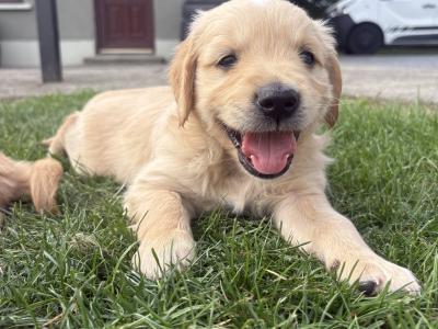 Two Golden Retriever puppies for sale in Offaly
