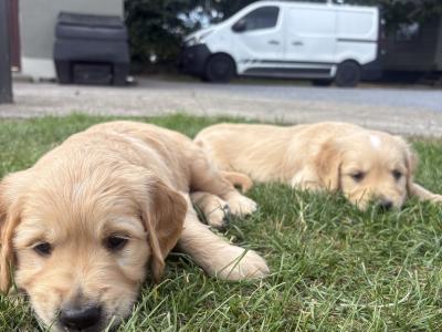 Two Golden Retriever puppies for sale in Offaly