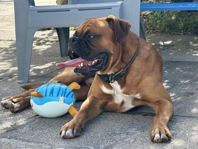 Briskill King (Boxer) Standing at stud in Longford