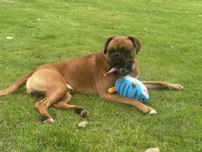 Briskill King (Boxer) Standing at stud in Longford