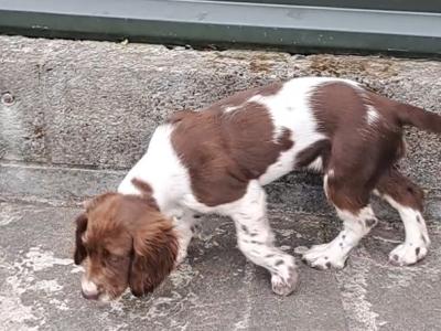 Springer Spaniel puppies in Louth