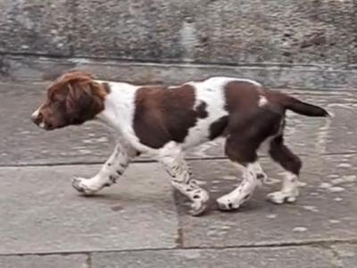Springer Spaniel puppies in Louth