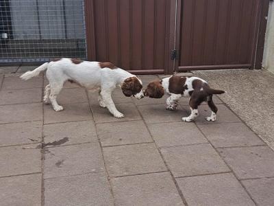 Springer Spaniel puppies in Louth
