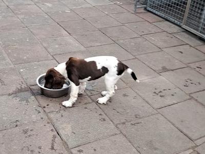 Springer Spaniel puppies in Louth