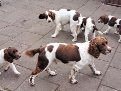 Springer Spaniel puppies in Louth
