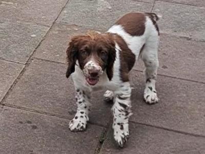 Springer Spaniel puppies in Louth