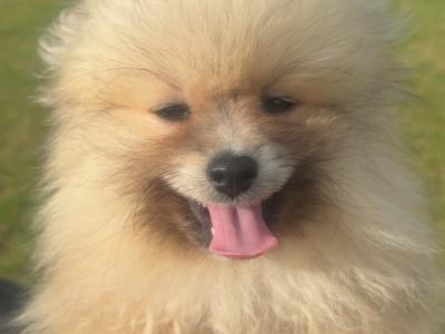 IKC Registered Pomeranian puppies in Kildare