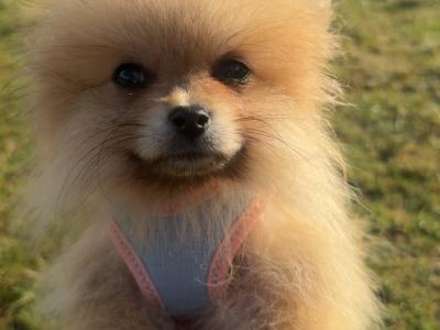 IKC Registered Pomeranian puppies in Kildare