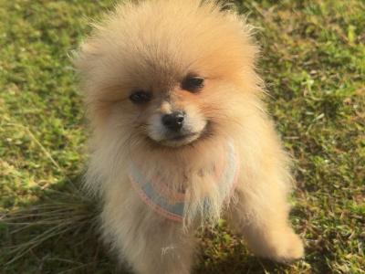 IKC Registered Pomeranian puppies in Kildare