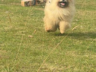 IKC Registered Pomeranian puppies in Kildare