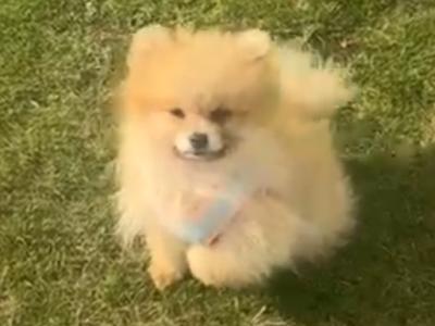 IKC Registered Pomeranian puppies in Kildare