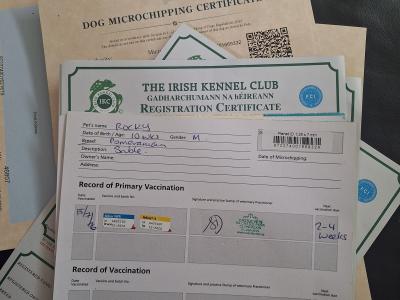 IKC Registered Pomeranian puppies in Kildare