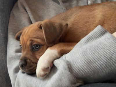 Bonnie is a female Puggle x Border Collie puppy 8 months old in Kildare