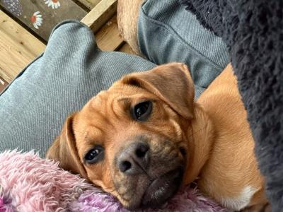 Bonnie is a female Puggle x Border Collie puppy 8 months old in Kildare
