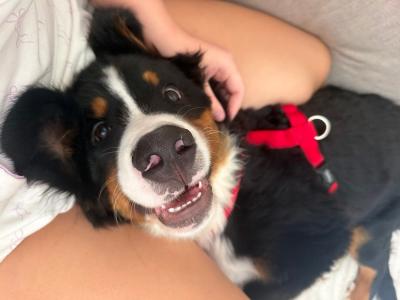 Milo is a male Bernese Mountain Dog puppy 6 months old in Dublin