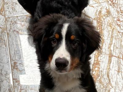 Milo is a male Bernese Mountain Dog puppy 6 months old in Dublin