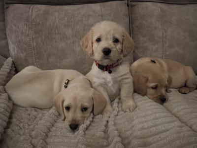 3 Adorable Cavador (Cavachon x Labrador) puppies in Wexford