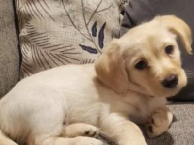 3 Adorable Cavador (Cavachon x Labrador) puppies in Wexford