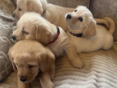 3 Adorable Cavador (Cavachon x Labrador) puppies in Wexford