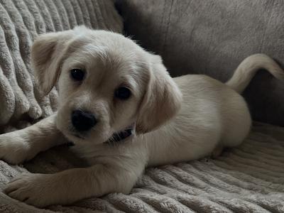 3 Adorable Cavador (Cavachon x Labrador) puppies in Wexford