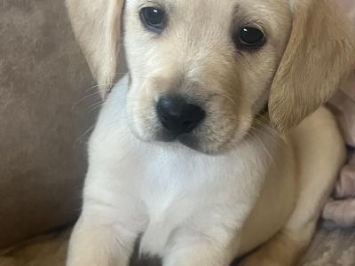 3 Adorable Cavador (Cavachon x Labrador) puppies in Wexford