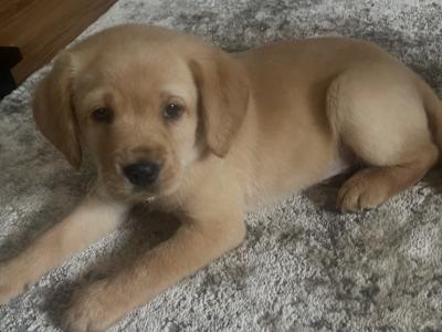 3 Adorable Cavador (Cavachon x Labrador) puppies in Wexford