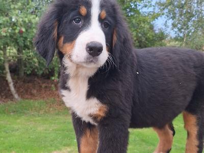 Bernese Mountain Dog puppies in Carlow  €1150