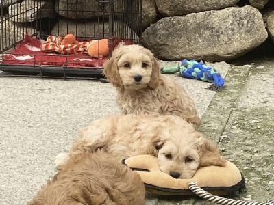 F1 miniature Cockapoo puppies in Wexford