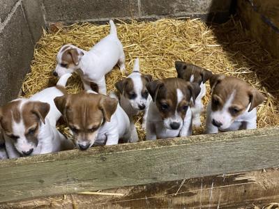 Jack Russell Puppies
