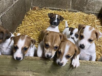 Jack Russell Puppies