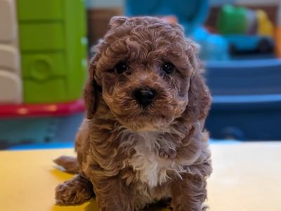 Beautiful Litter of Poochon puppies for sale in Clare