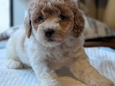 Beautiful Litter of Poochon puppies for sale in Clare