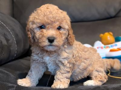 Beautiful Litter of Poochon puppies for sale in Clare