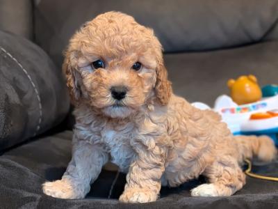 Beautiful Litter of Poochon puppies for sale in Clare