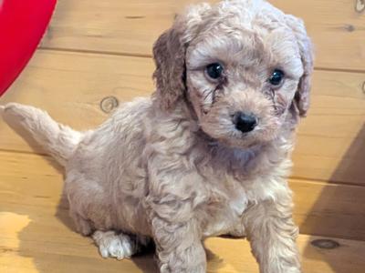Beautiful Litter of Poochon puppies for sale in Clare