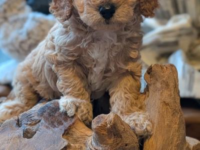 Beautiful Litter of Poochon puppies for sale in Clare