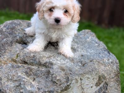 Beautiful Litter of Poochon puppies for sale in Clare