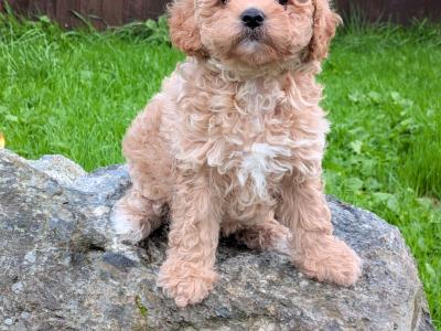 Beautiful Litter of Poochon puppies for sale in Clare