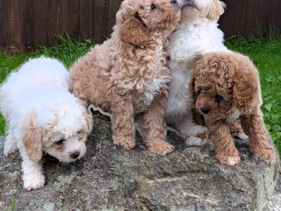 Beautiful Litter of Poochon puppies for sale in Clare