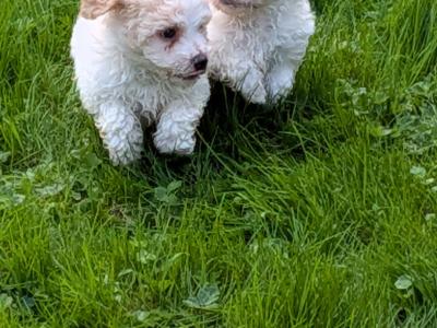 Beautiful Litter of Poochon puppies for sale in Clare