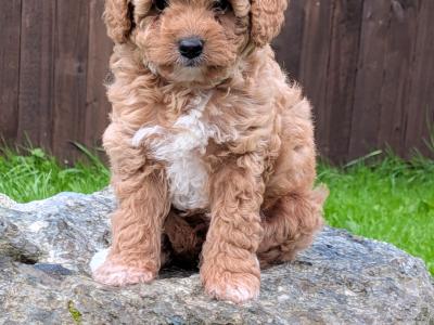 Beautiful Litter of Poochon puppies for sale in Clare