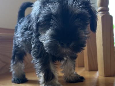 Miniature Schnauzer puppies in Wexford